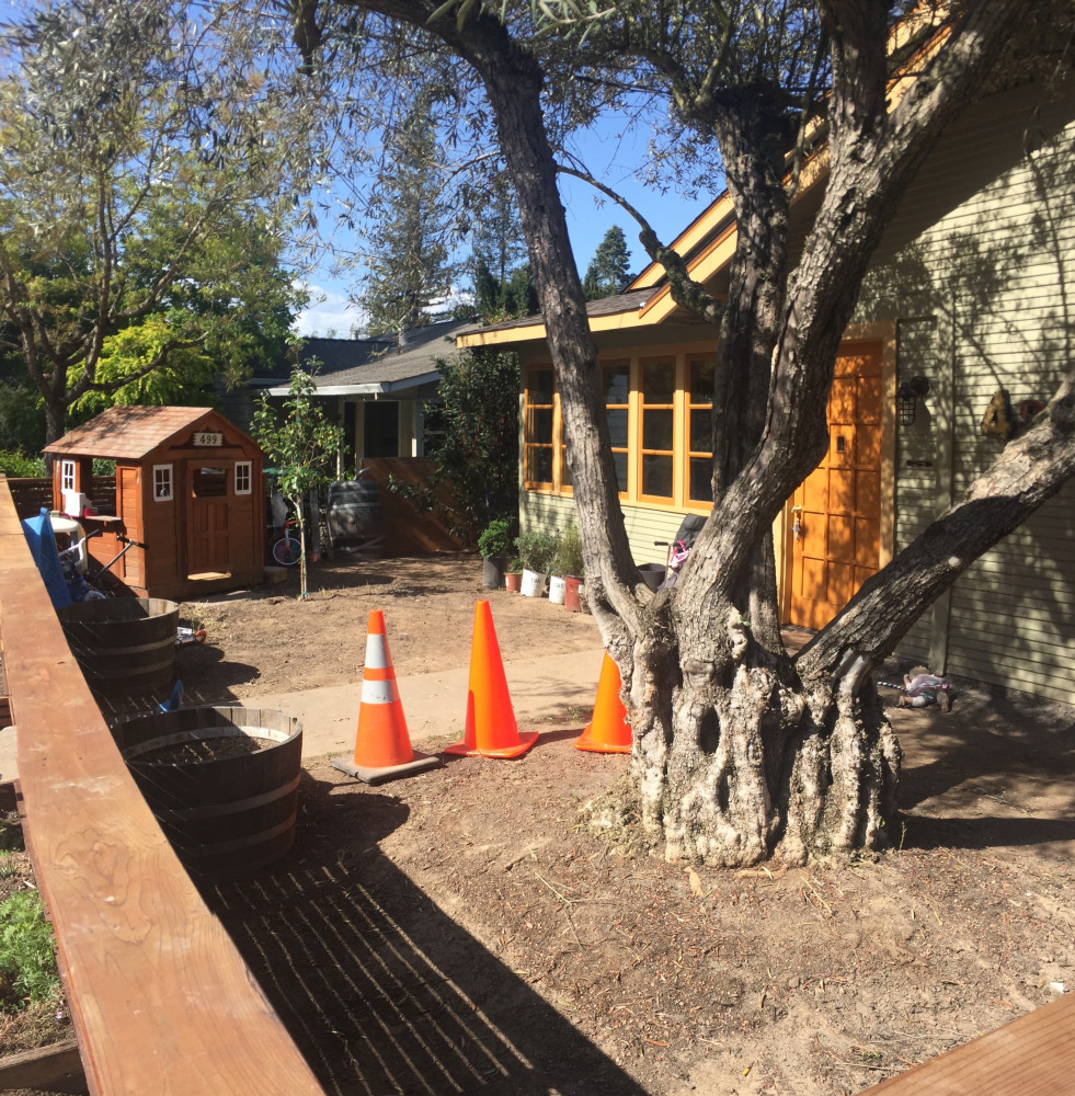BEFORE - but after we installed this huge Olive tree by crane. 