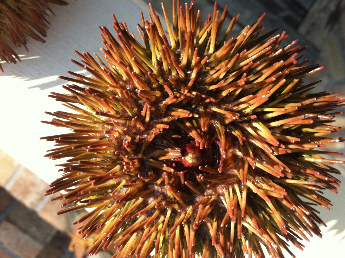 SEA URCHIN OFFER COMMERCIAL OPPORTUNITIES AND ALSO AN PLAY AN IMPORTANT ROLE IN OUR CORAL REEF AND SEA FLOOR ENVIRONMENTS

(Lytechinus variegatus)