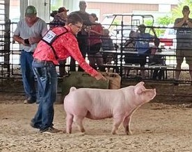 Logan Nothnagel
2023 Phelps County Fair
Rolla, MO
Reserve Champion Chester White Gilt