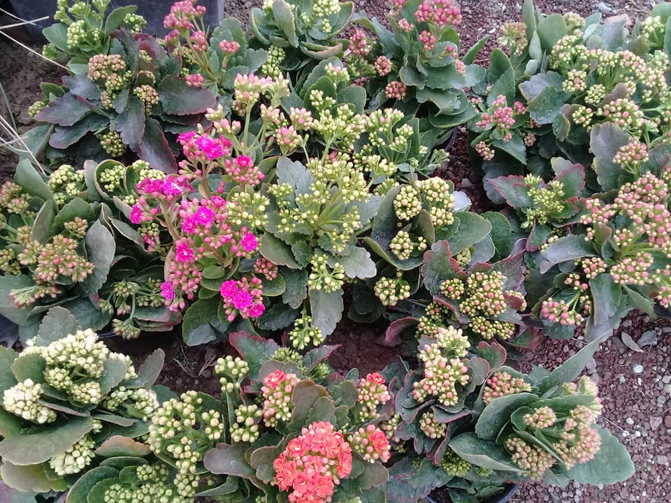 Kalanchoe