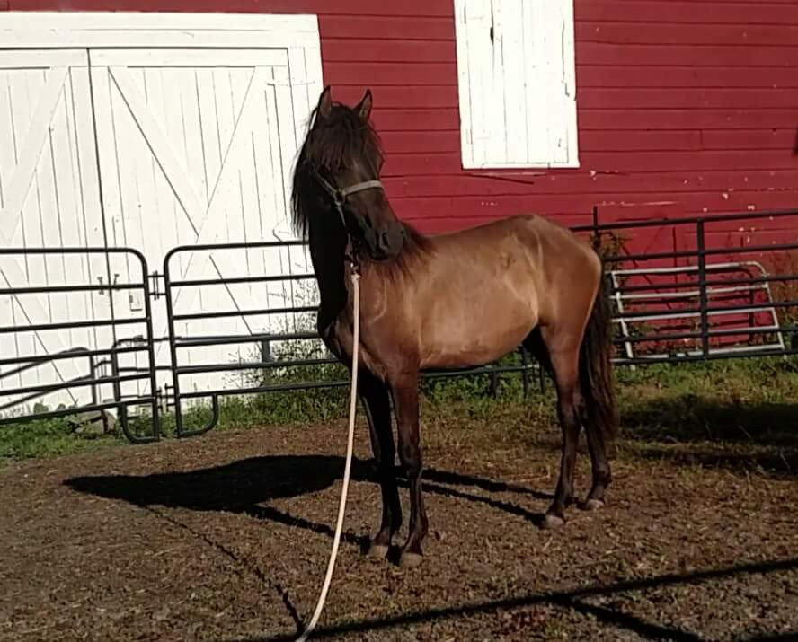 Dante: I was called on to help with a feral colt. He was feral, for sure! He was scared to death and it was very hard to gain his trust. He ended up being a complete MUSH1  