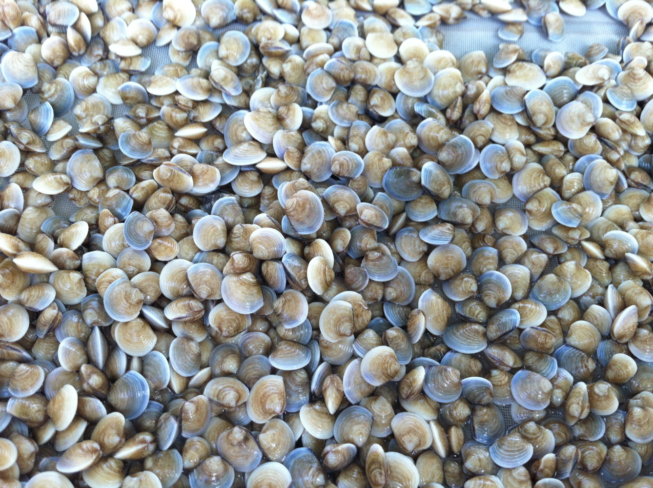 COMMERCIAL HATCHERY PRODUCTION SINCE 1996
We began producing bivalve seed with one goal in mind
"THE HIGHEST QUALITY PRODUCT AT THE MOST COMPETITIVE PRICE"

(Mercenaria mercenaria)