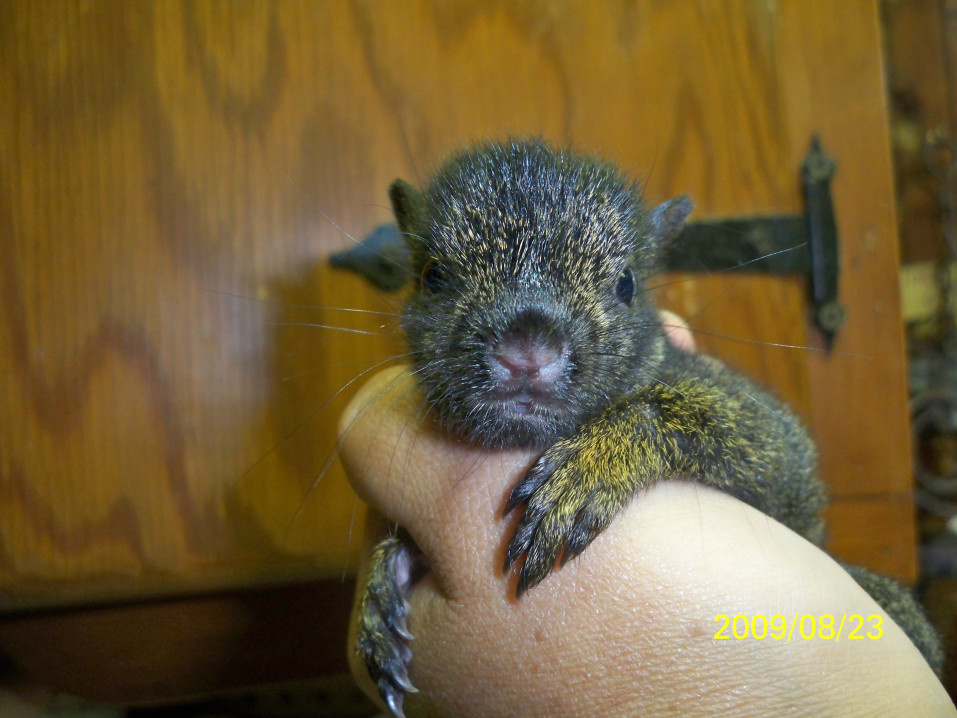 baby squirrel