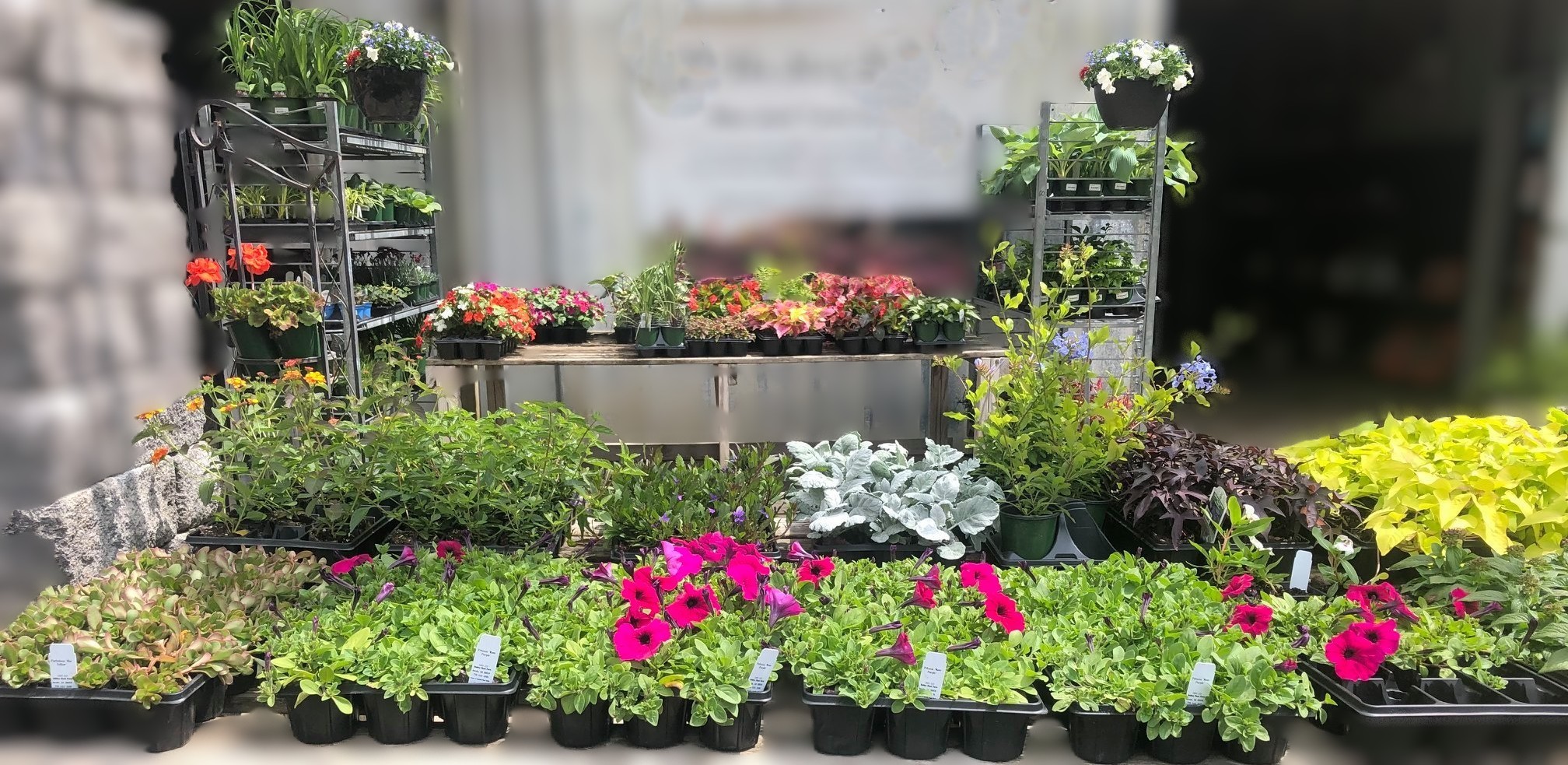 Scenic garden with a curved stone path, wooden bench, and vibrant flowering trees.