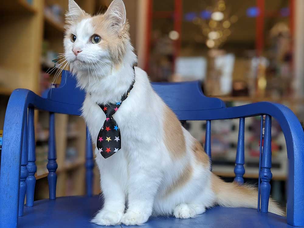 Bo After Grooming