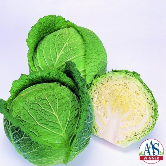 Cabbage Savoy Ace Cabbage Savoy Ace