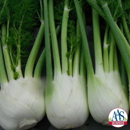 Fennel Antares