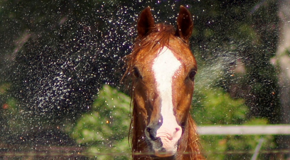 https://0201.nccdn.net/4_2/000/000/046/6ea/IBN-TAAM-RUD-standing-in-sprinklerhead.jpg