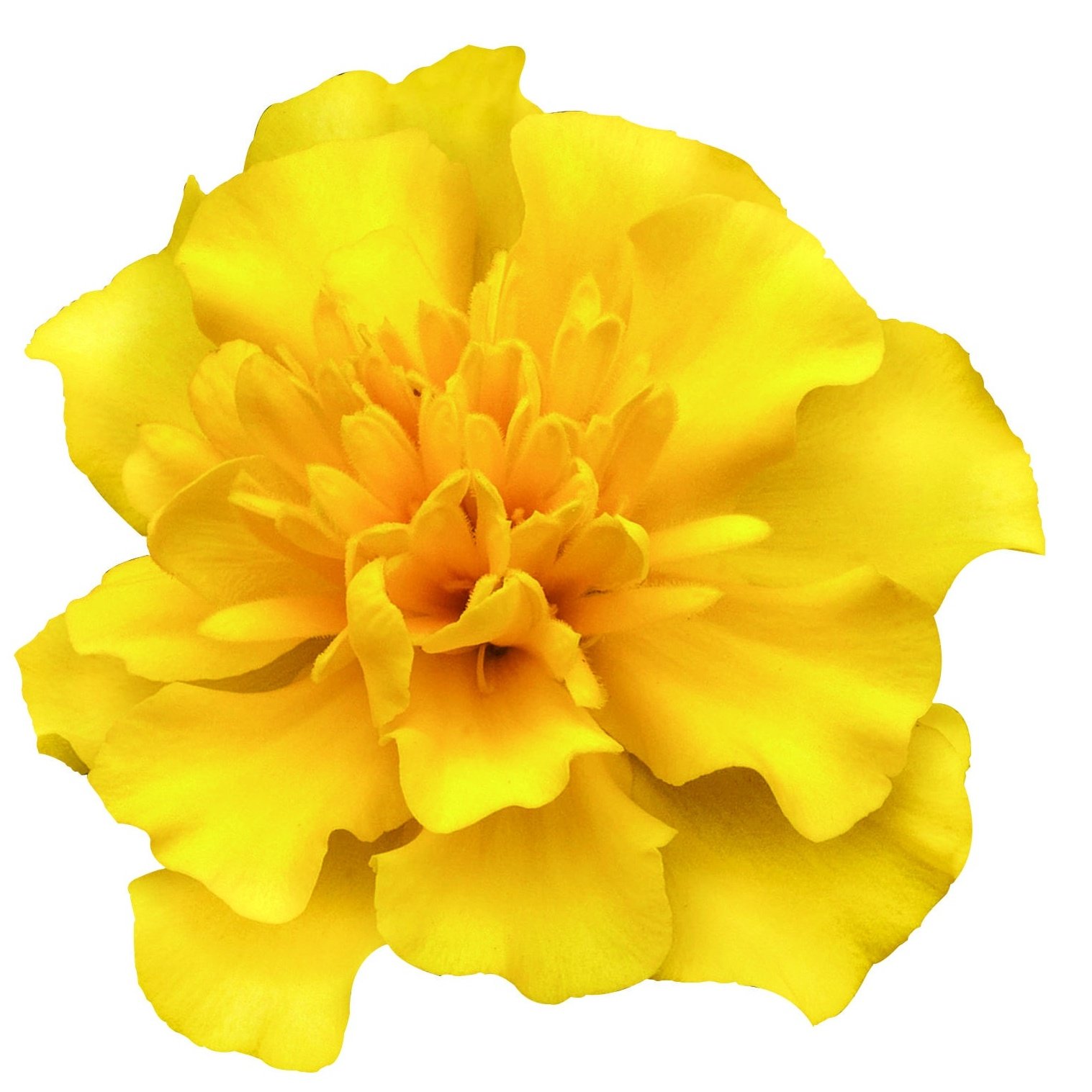 Marigold French, Super Hero™ Yellow