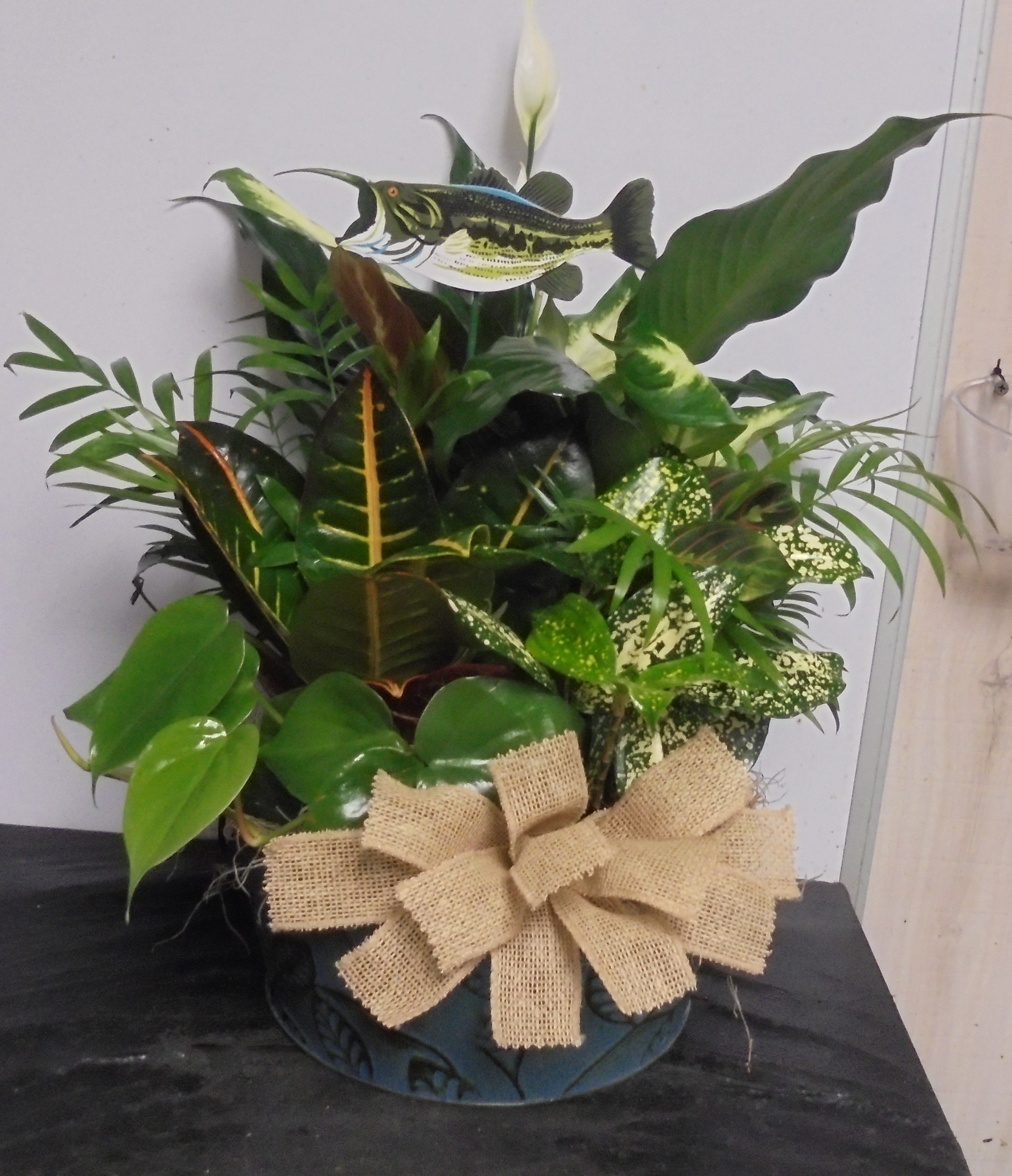 (SORRY OUT OF STOCK!!)
(8A) Dish-Garden Plant
W/ Fish
$65.00