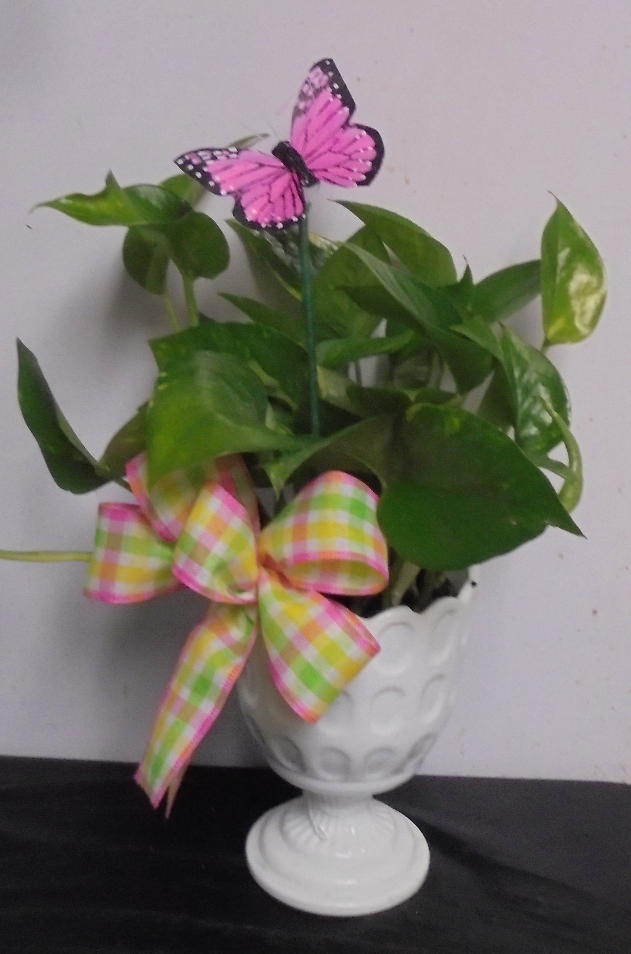 (25A) "Pothos" Plant
In "Vintage" Milk Glass Planter
$35.00