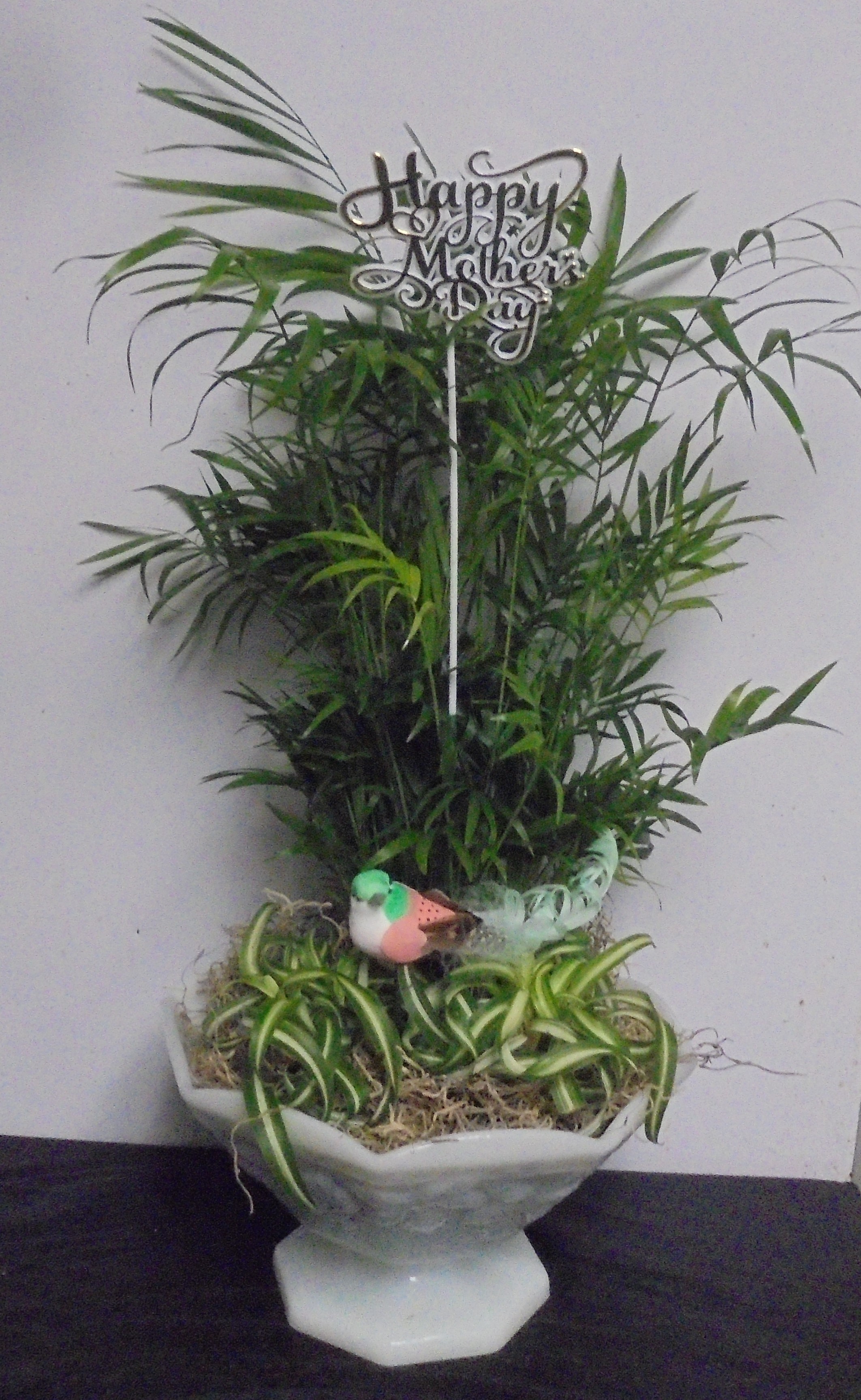 (29A)  "Palm & Spider" Plants In
"Vintage" Milk Glass Bowl
$50.00