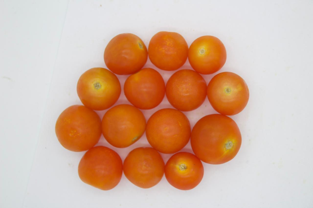 TOMATE CHERRY