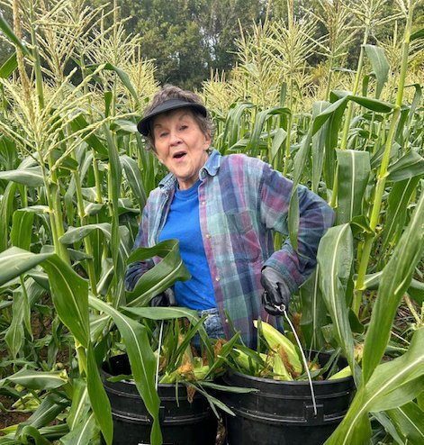 A happy dog standing amidst fresh fruits and vegetables, including tomatoes, pineapple, and leafy greens in a sunny indoor garden. A happy dog standing amidst fresh fruits and vegetables, including tomatoes, pineapple, and leafy greens in a sunny indoor garden.