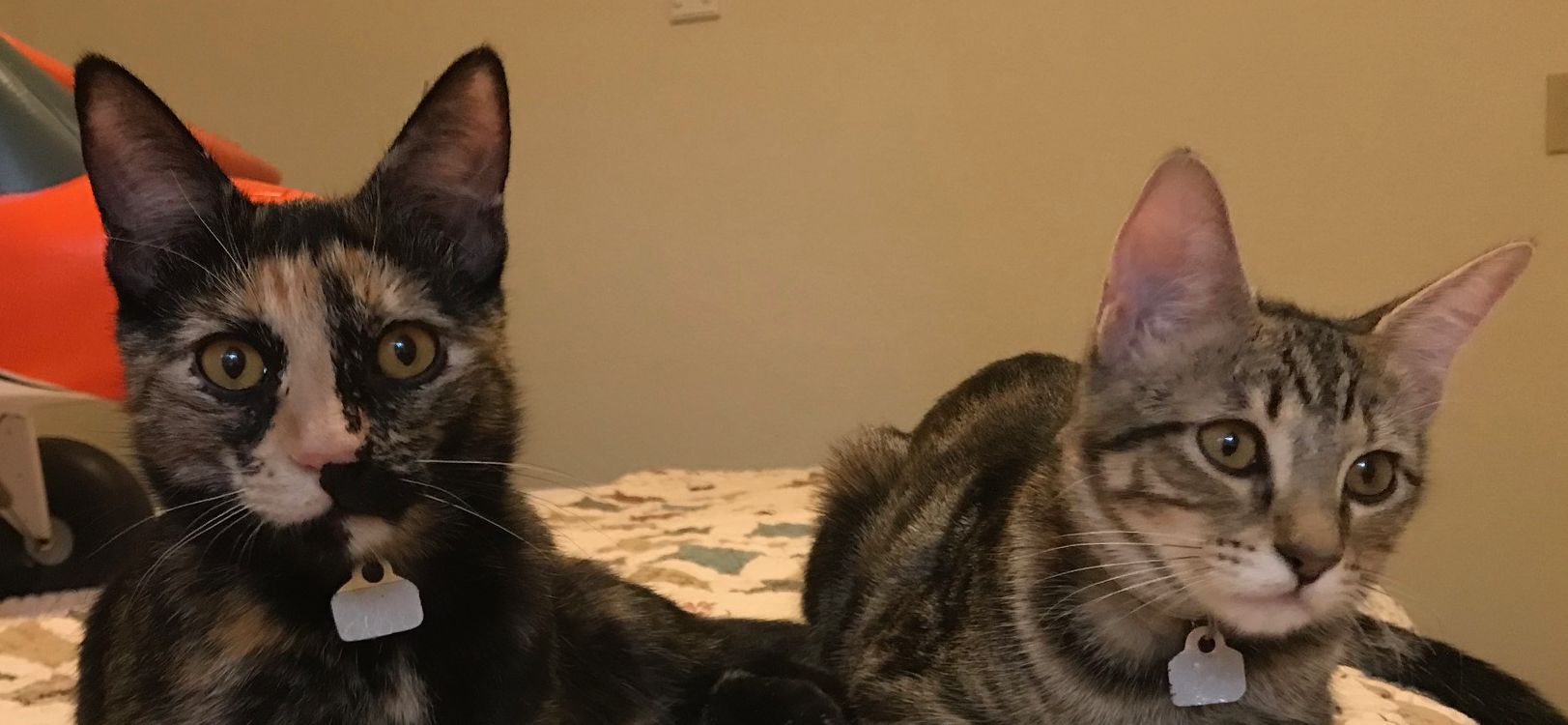 Pearl and Kate Original