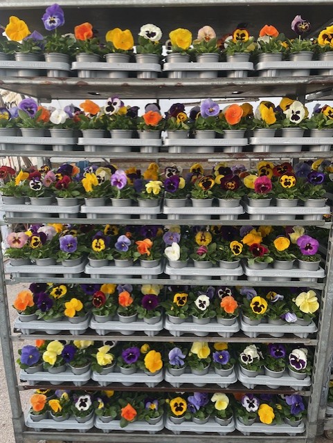 https://0201.nccdn.net/4_2/000/000/046/6ea/pansies.jpg