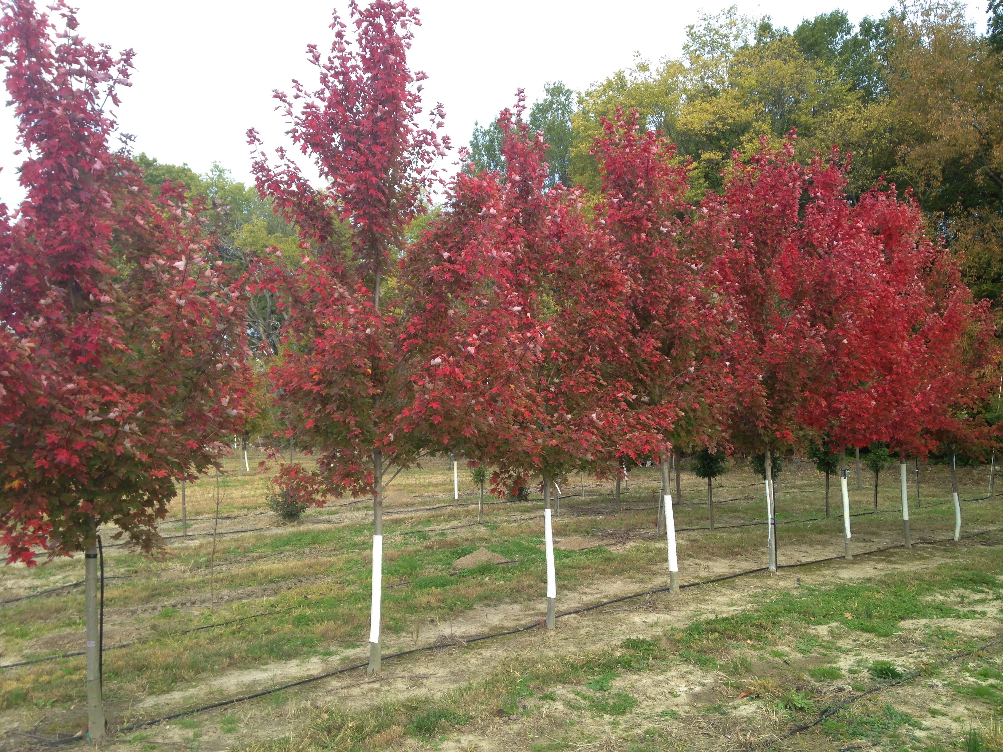 https://0201.nccdn.net/4_2/000/000/046/6ea/redpointe-maple.jpg