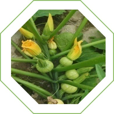 Calabacita Tender Green