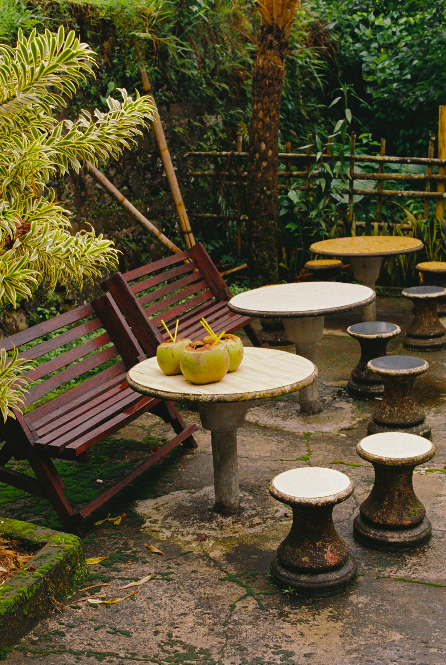 Fresh coconuts rest on an outdoor table.
