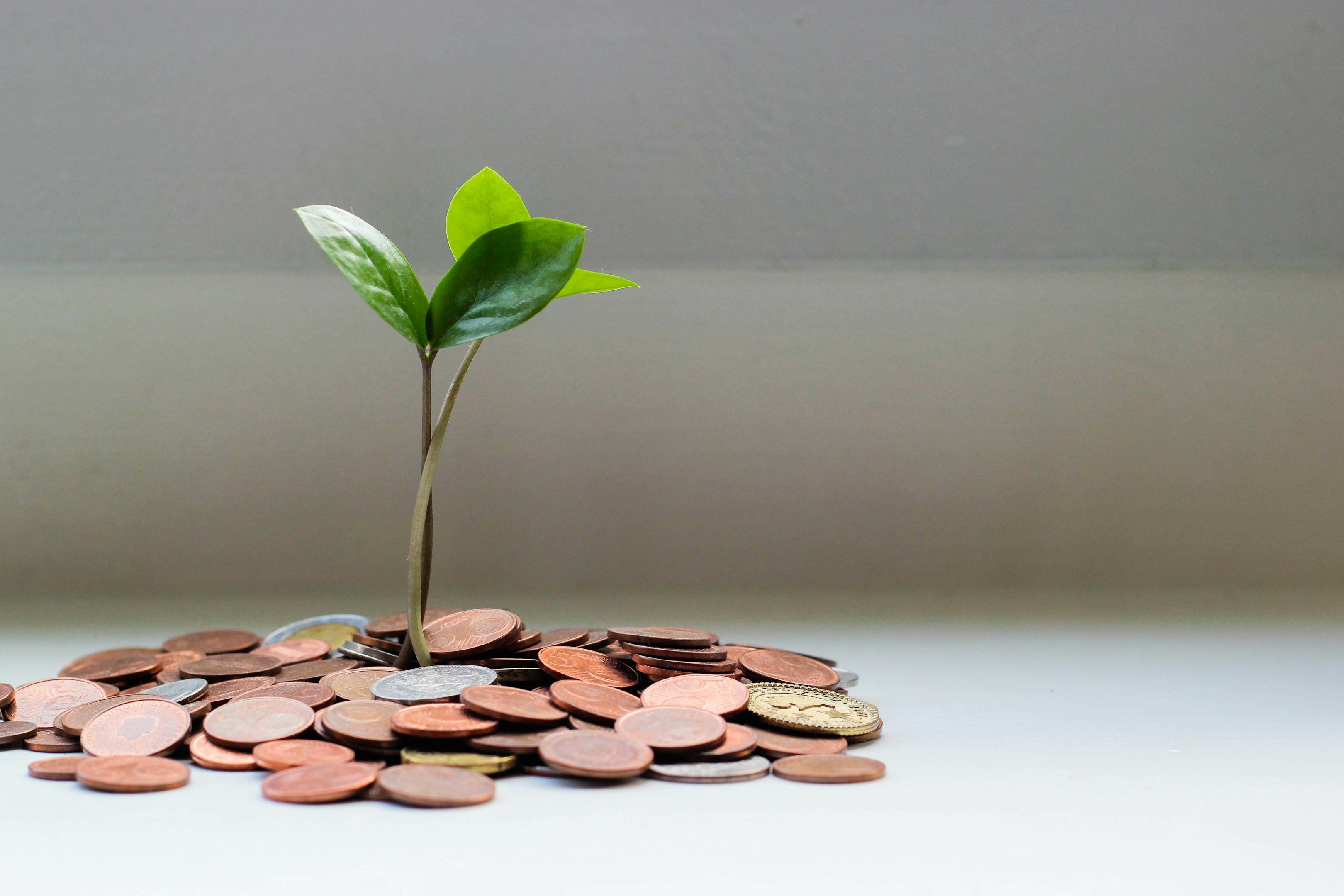 planta verde sobre monedas redondas marrones
