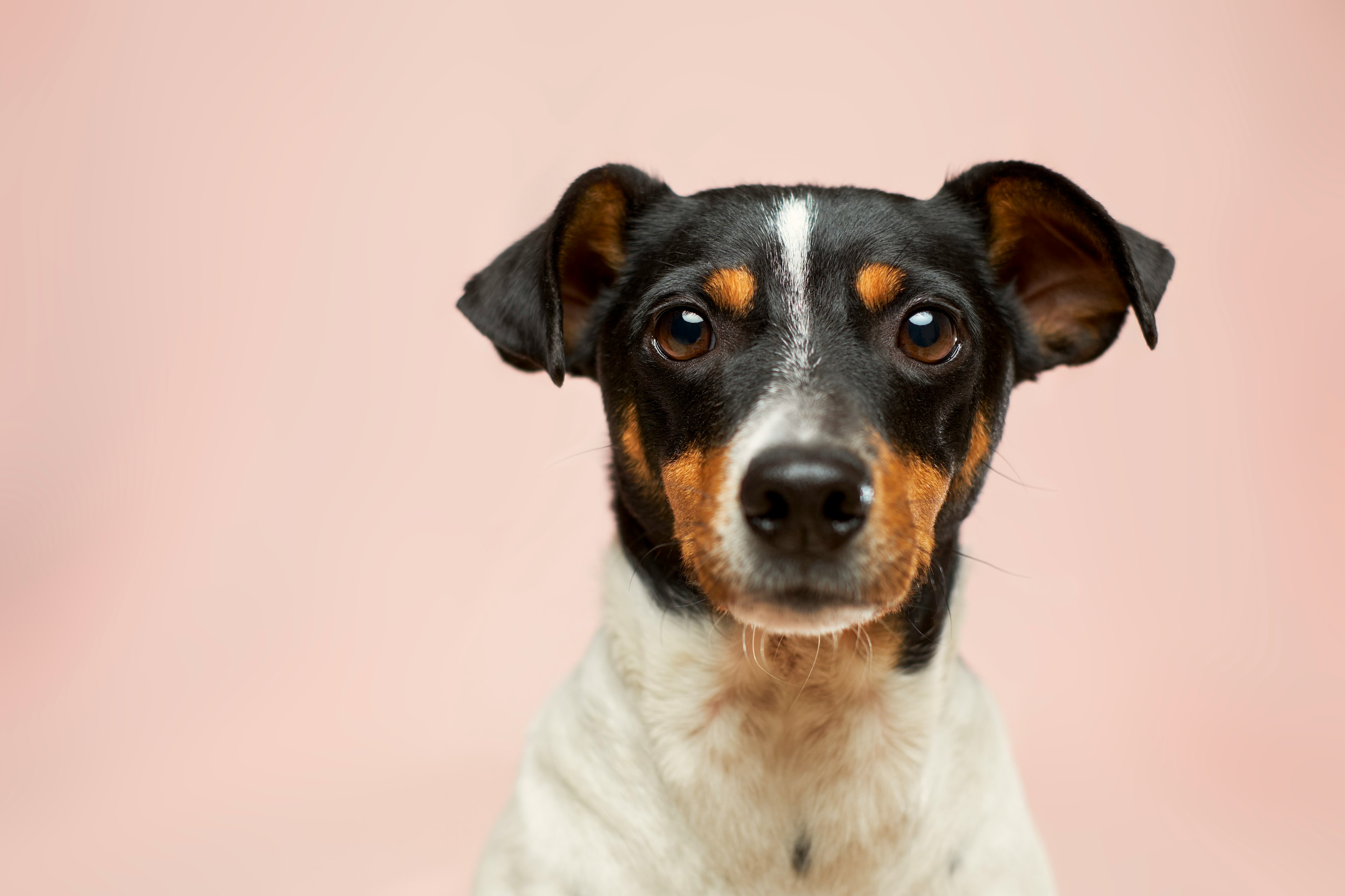 Cachorro peludo de ojos grandes sobre mesa de clínica veterinaria con fondo azul. Cachorro peludo de ojos grandes sobre mesa de clínica veterinaria con fondo azul.