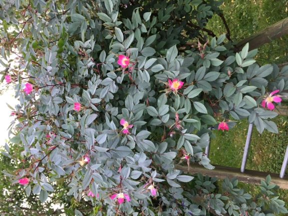 The instantly recognizable Rosa glauca, in Victoria's garden.