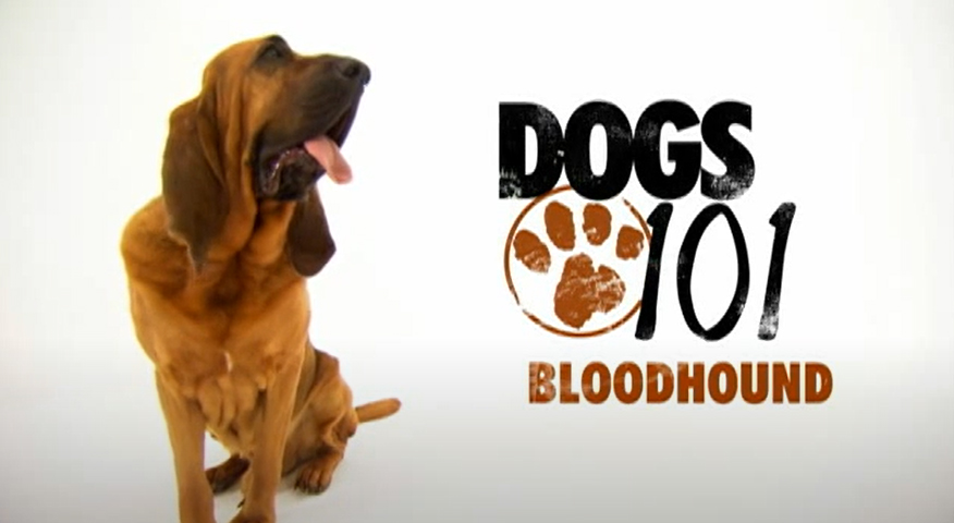 Bloodhound outlet dogs 101