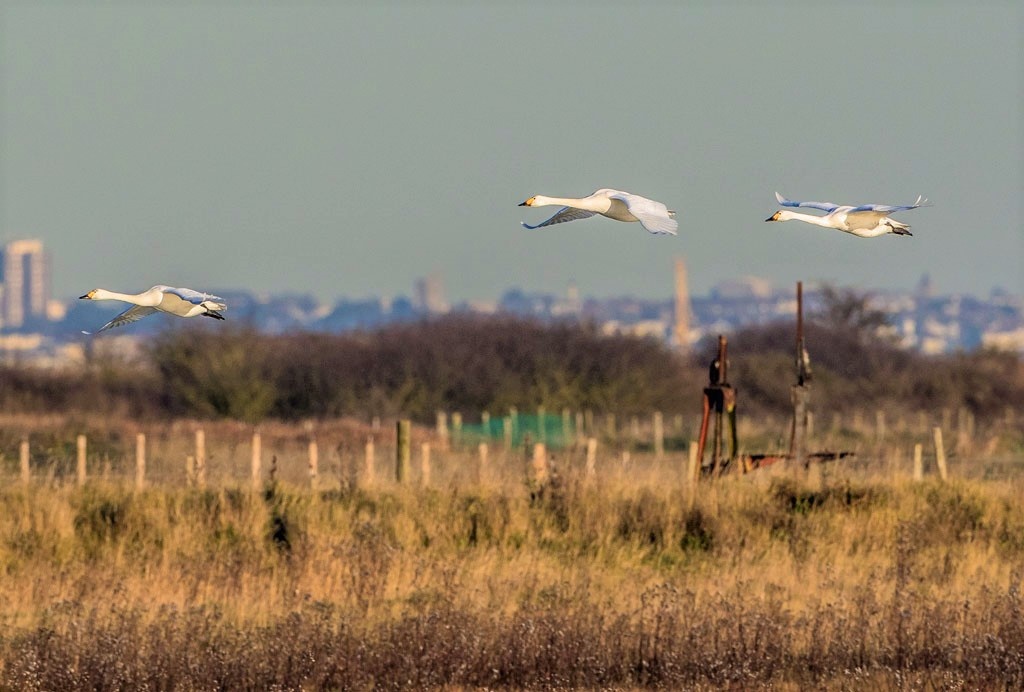 Bewick's Swans in Flight