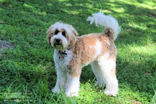Chocolate and white labradoodle top