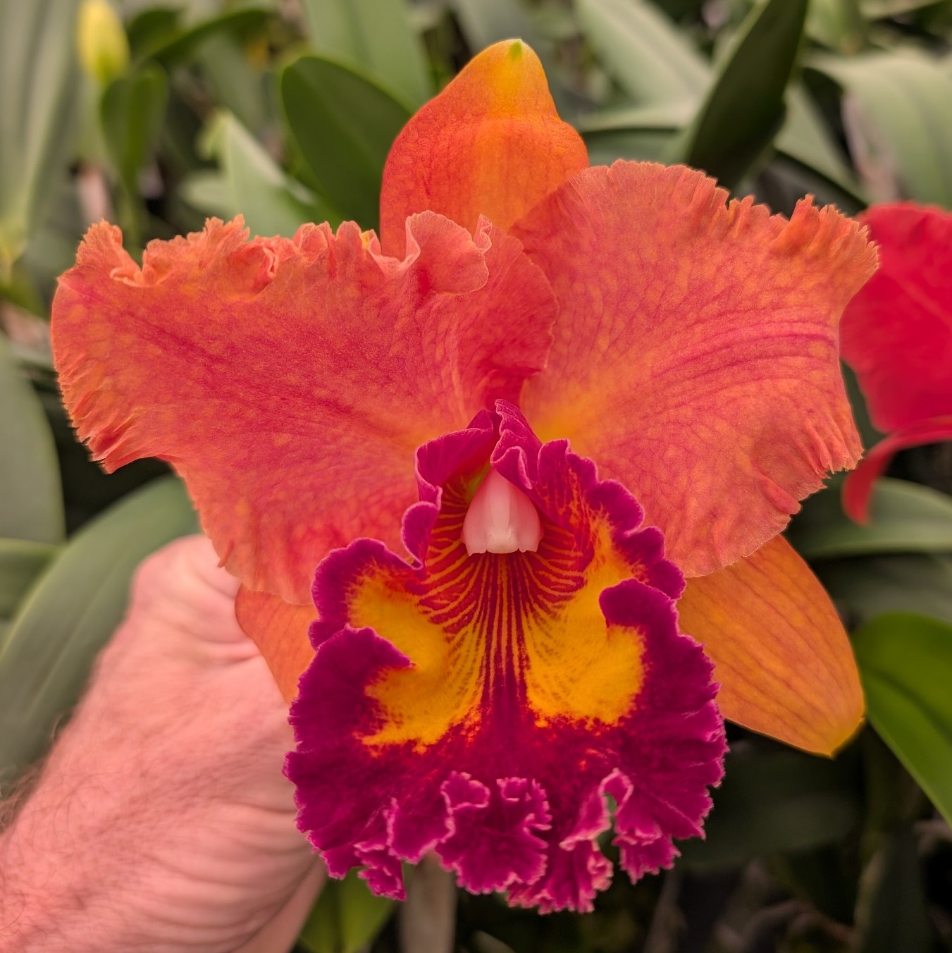 Rlc Mandarin Smoothie