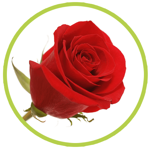 SPECIAL FLOWERS - Rosas