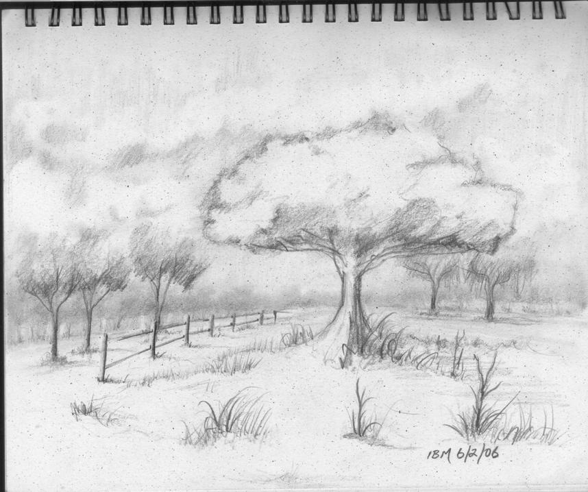 field-of-trees-6-2-06