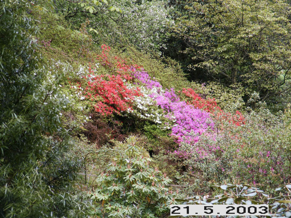 Crarae Gardens Nr Inverary