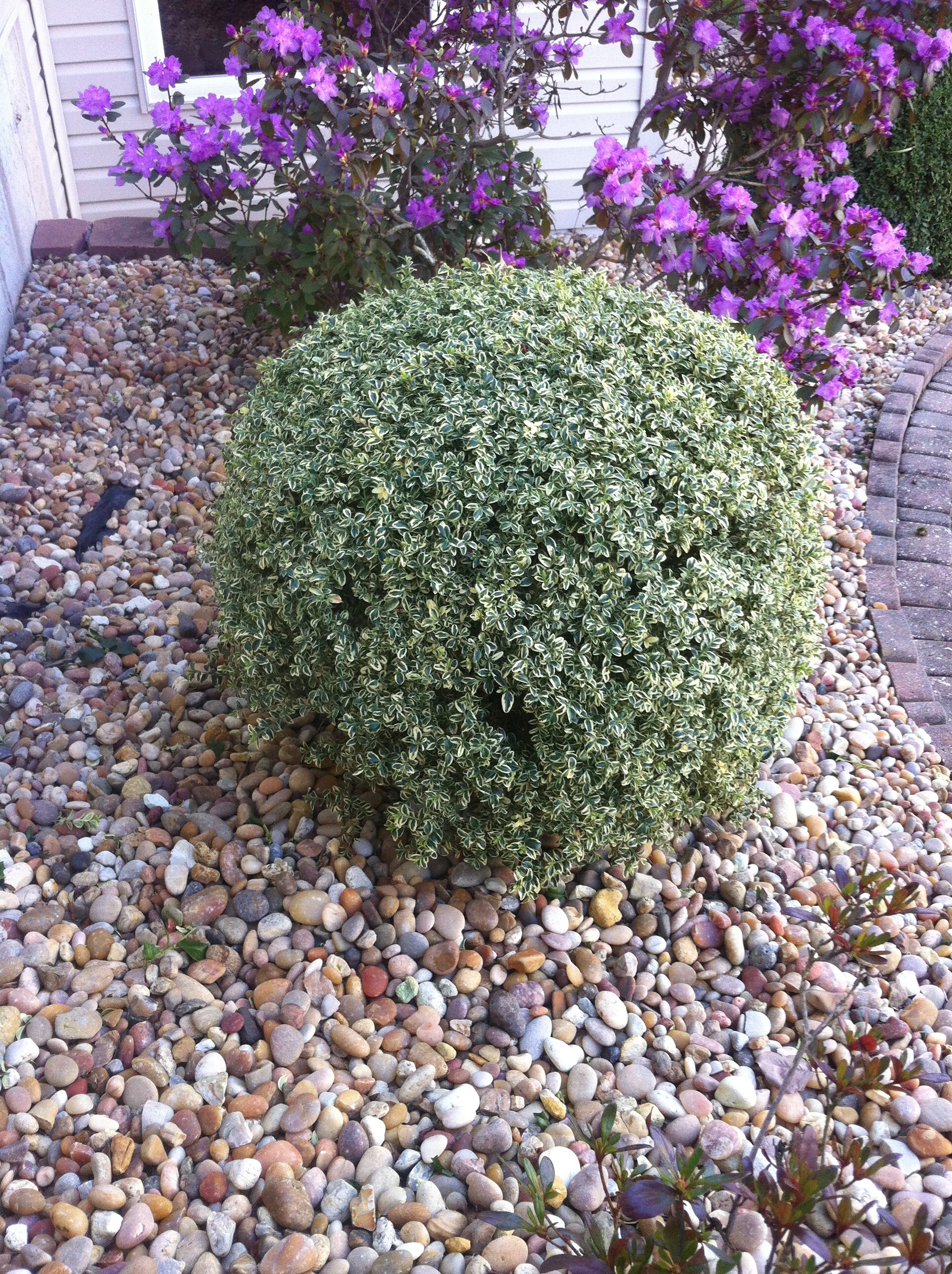 https://0201.nccdn.net/4_2/000/000/048/0a6/vareigated-boxwood.jpg