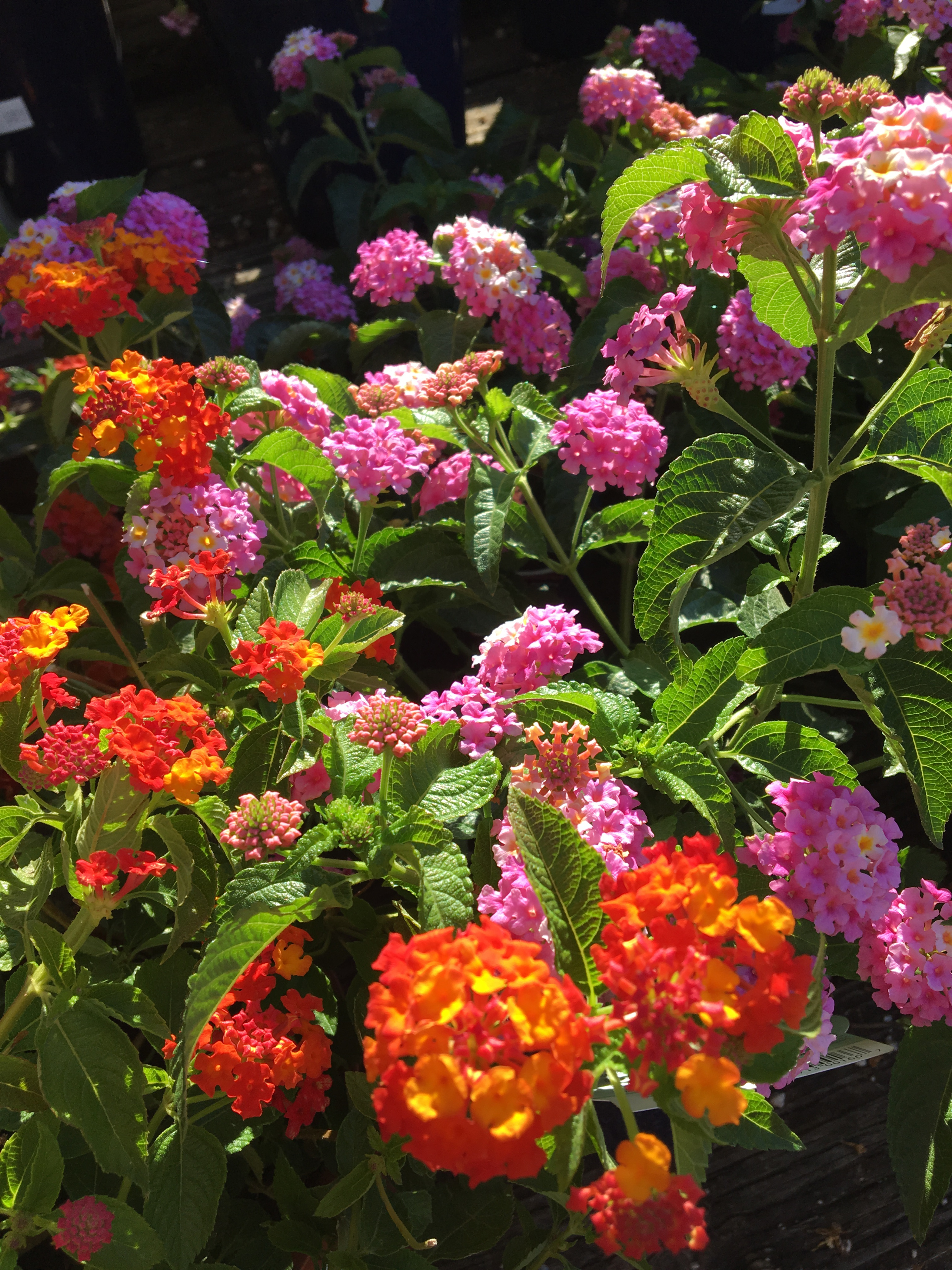Lantana Lantana