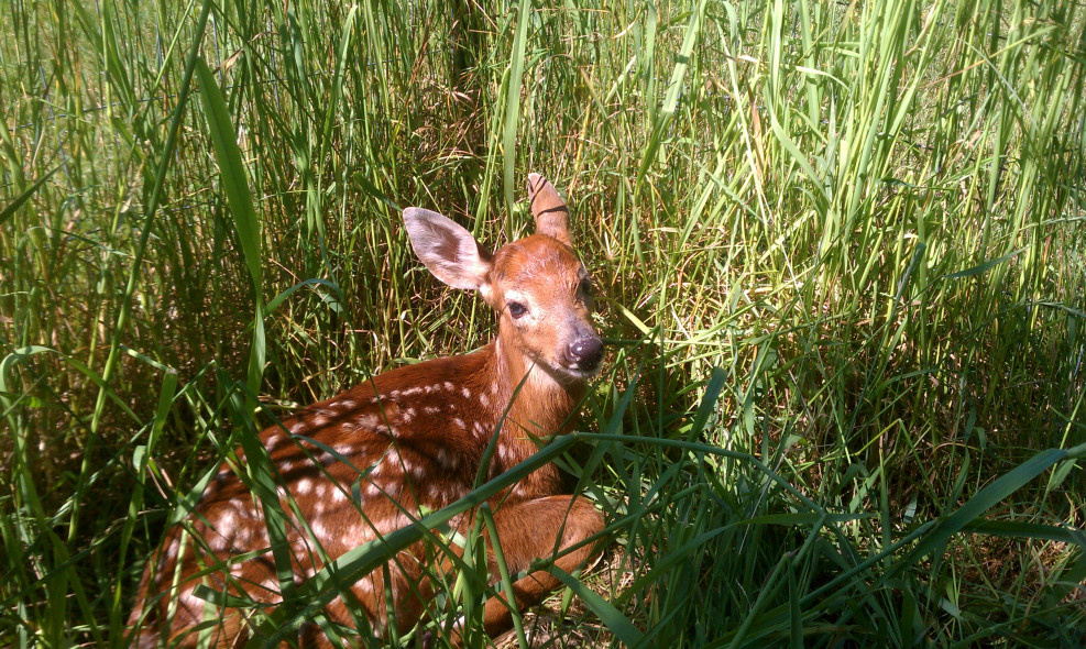 fawn
