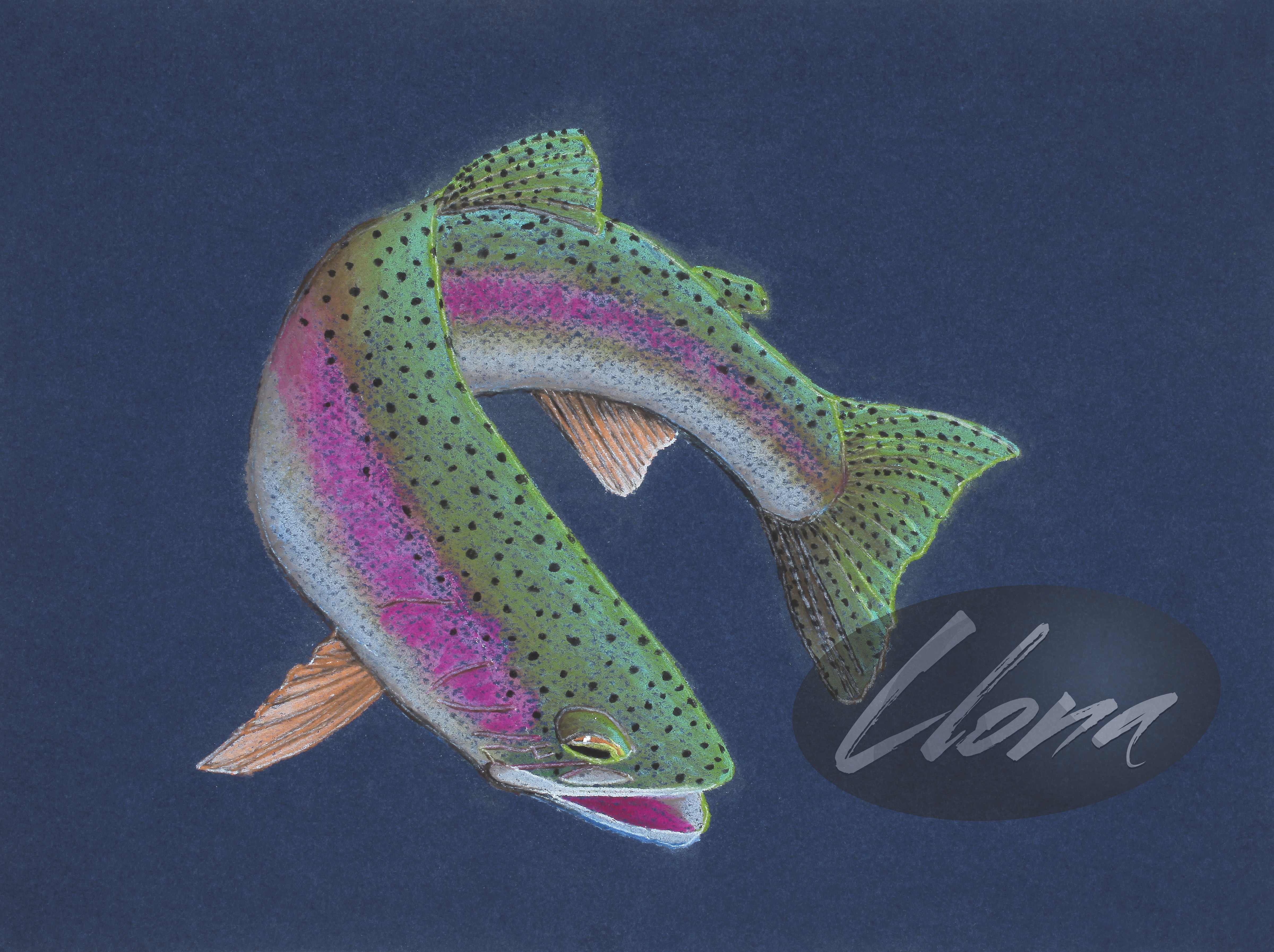 Rainbow Trout Two - 2020