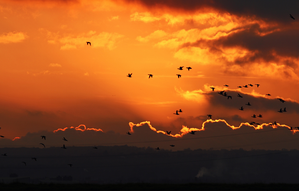 Wintering Wildfowl at Sunset.