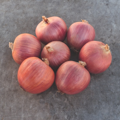 Onion Blush Onion Blush