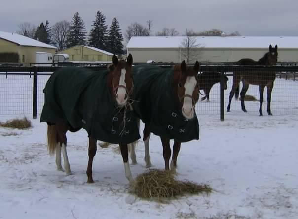Katie and Tyson: Pride and Hunter in the background