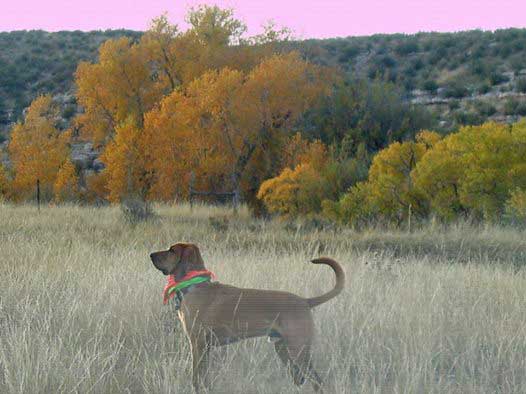 Bloodhound Dog 18
