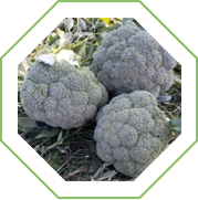 Brócoli Early Power