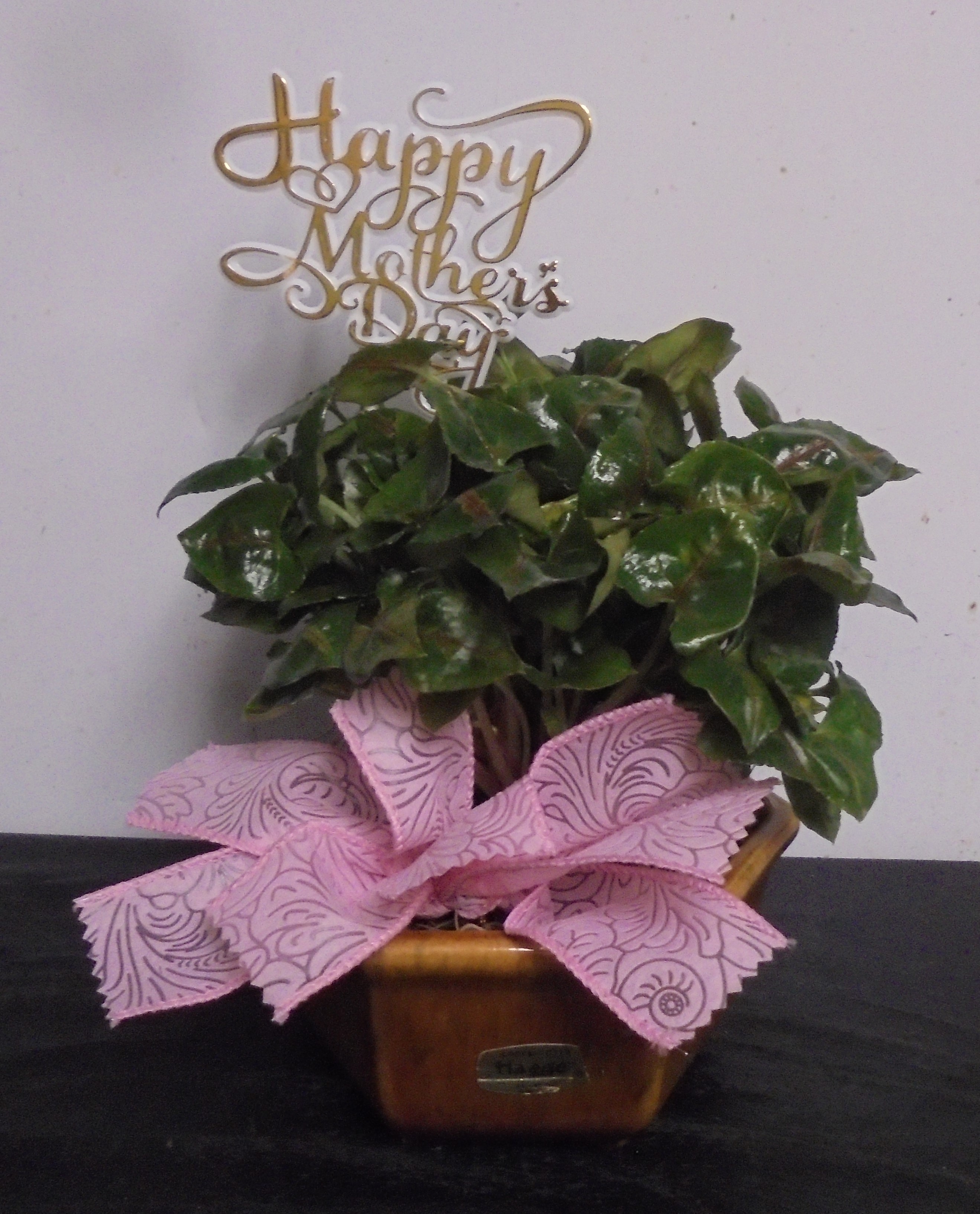 (24)  "Nephthytis" Plant
In "Vintage" Haeger Bowl
$35.00