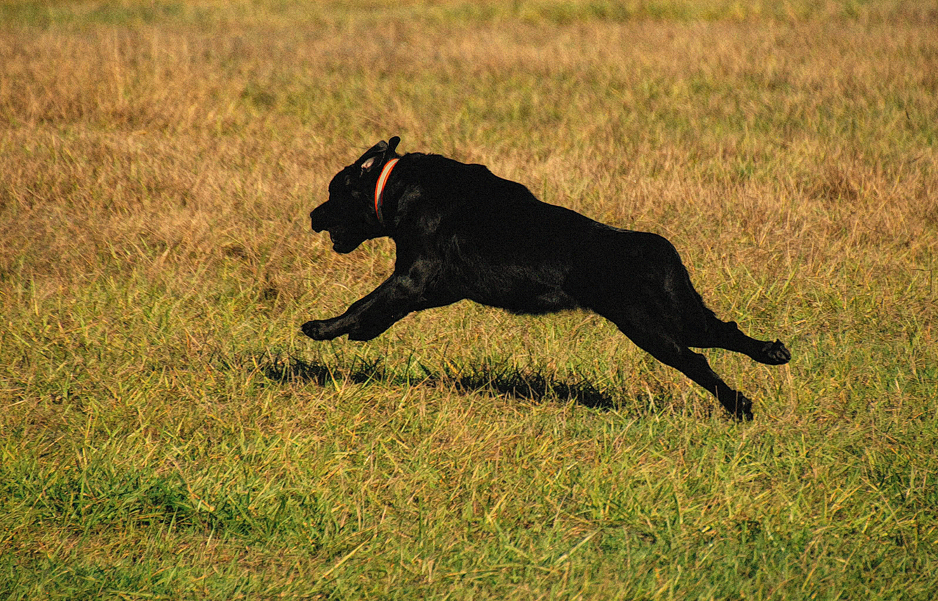 MaiTai 15 Mos.
WC Hunt Test