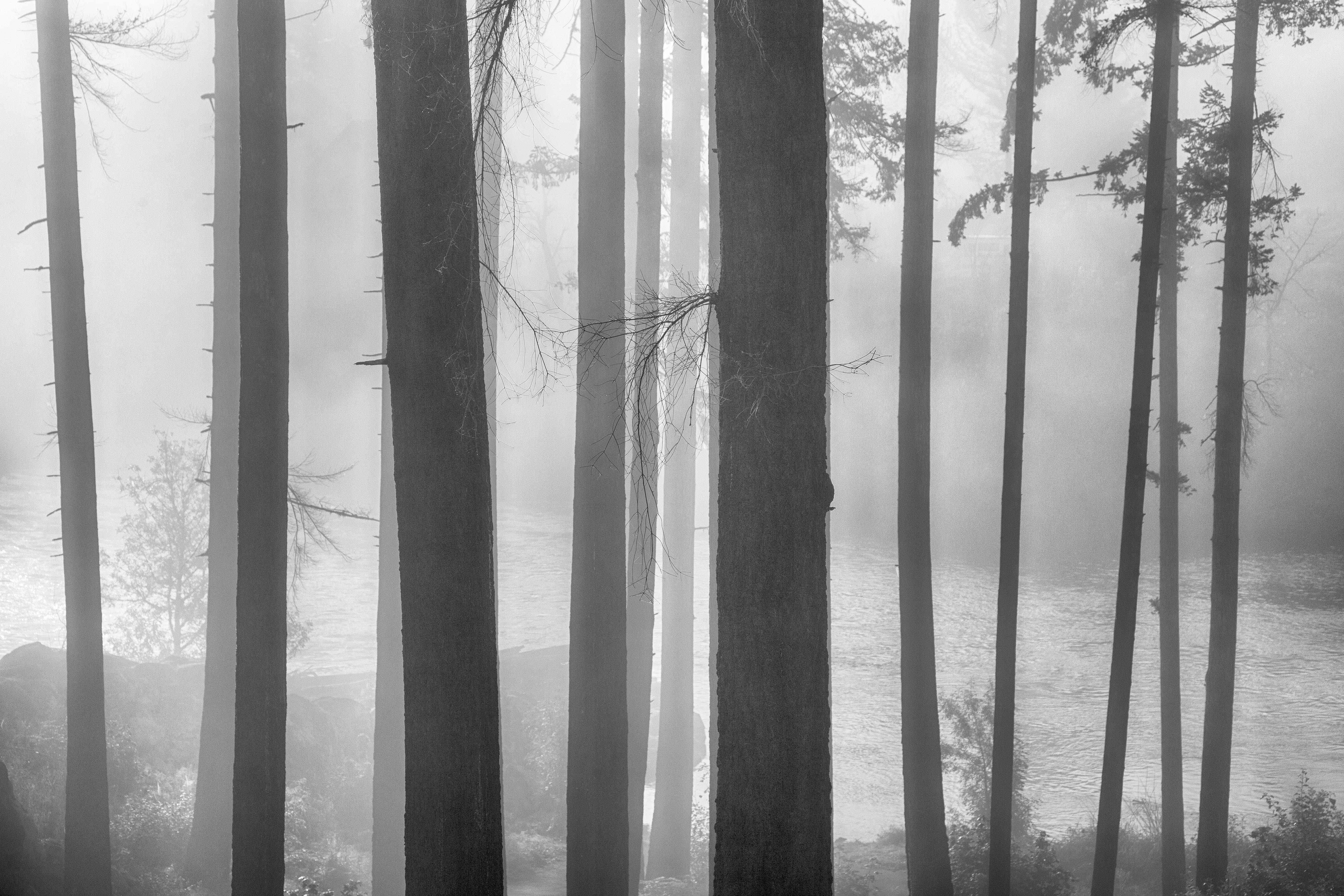 https://0201.nccdn.net/4_2/000/000/04b/787/foggy-forest-morn.jpg