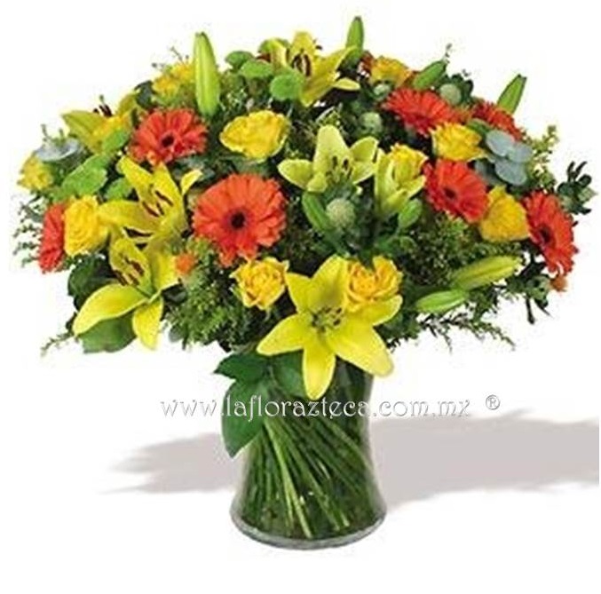 Mom - 110
Precio $1,880