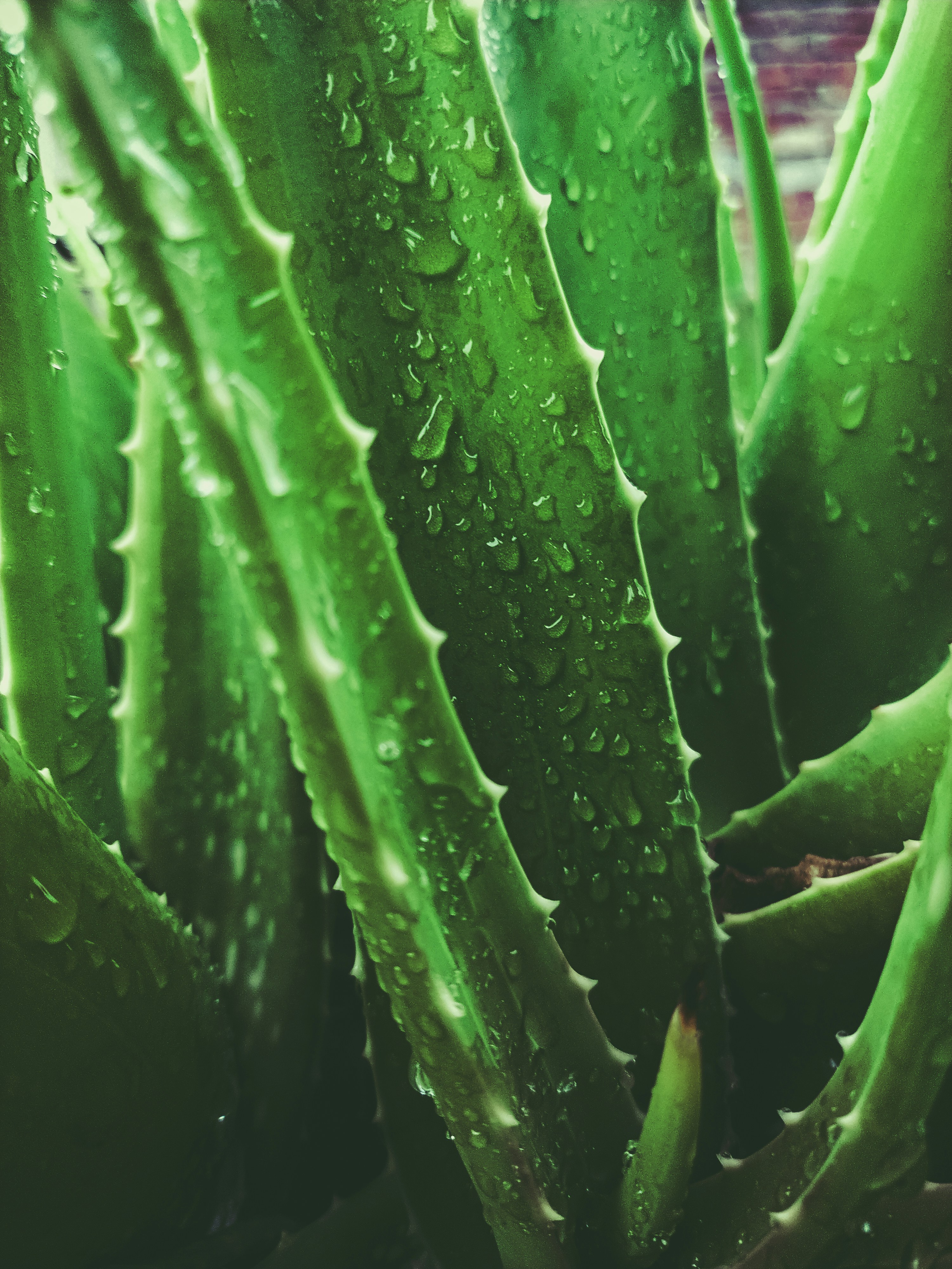 Skincare products with aloe extract on a marble surface surrounded by aloe vera leaves and daisies.