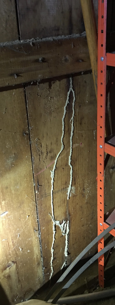 Termite mud tubes