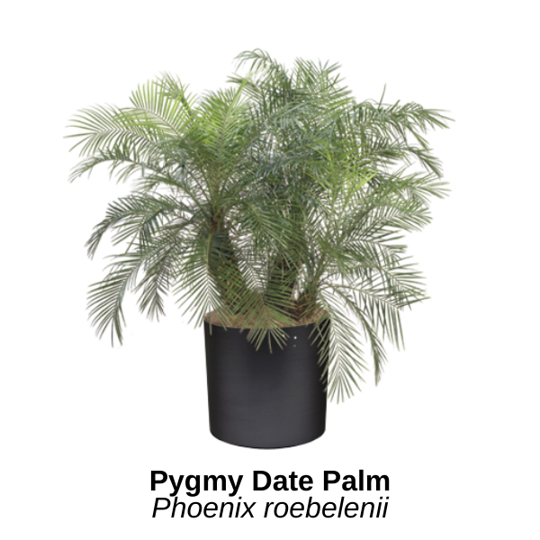 https://0201.nccdn.net/4_2/000/000/04b/f00/pygmy-date-palm.png