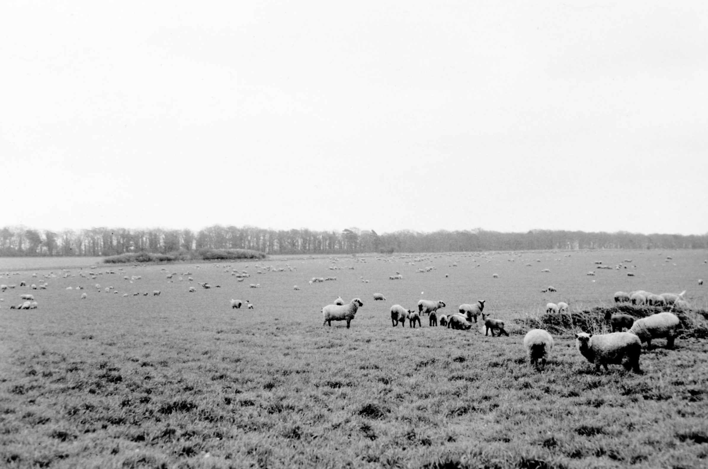 Suffolk Sheep grazing on the Lackford Estate in 1958